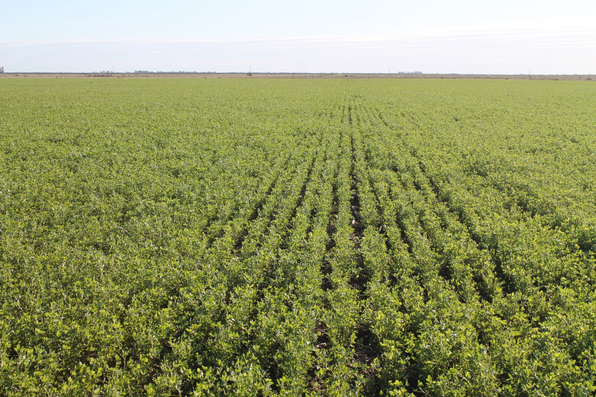 Vista panorámica del campo de alfalfa de Joviagro